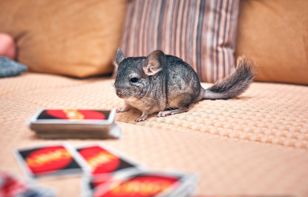 10 Reasons Why You Should Get a Chinchilla
