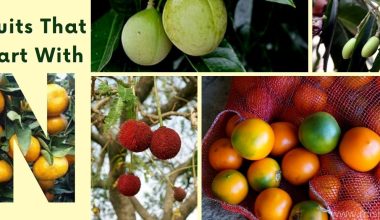 40 Fruits That Start With N