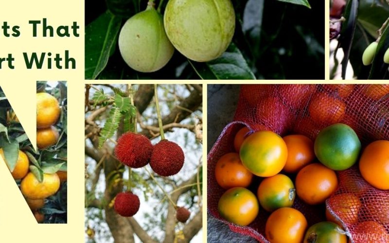 40 Fruits That Start With N