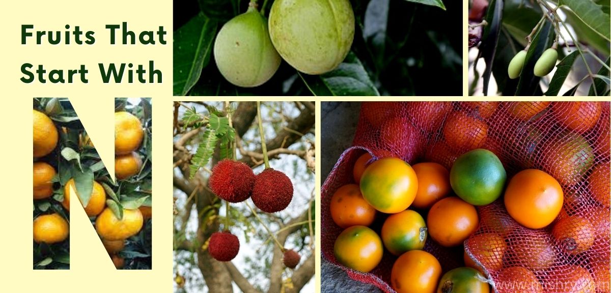 40 Fruits That Start With N