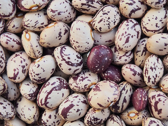 Borlotti Beans