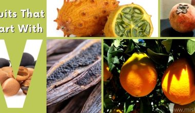fruits that start with v