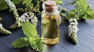 Walmart pepperming oil Where to Get Peppermint Oil in Grocery Stores?