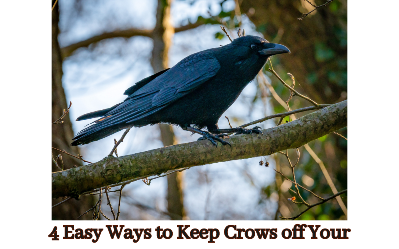 4 Easy Ways to Keep Crows off Your Roof?