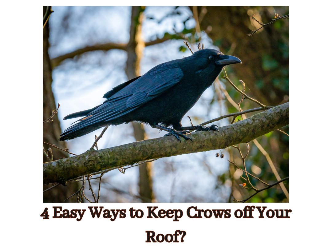 4 Easy Ways to Keep Crows off Your Roof?