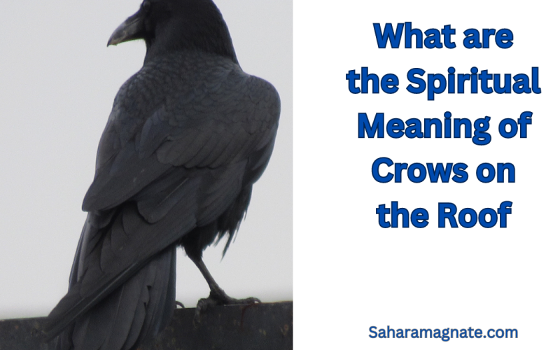 What are the Spiritual Meaning of Crows on the Roof