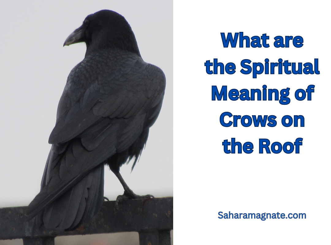 What are the Spiritual Meaning of Crows on the Roof What are the Spiritual Meaning of Crows on the Roof