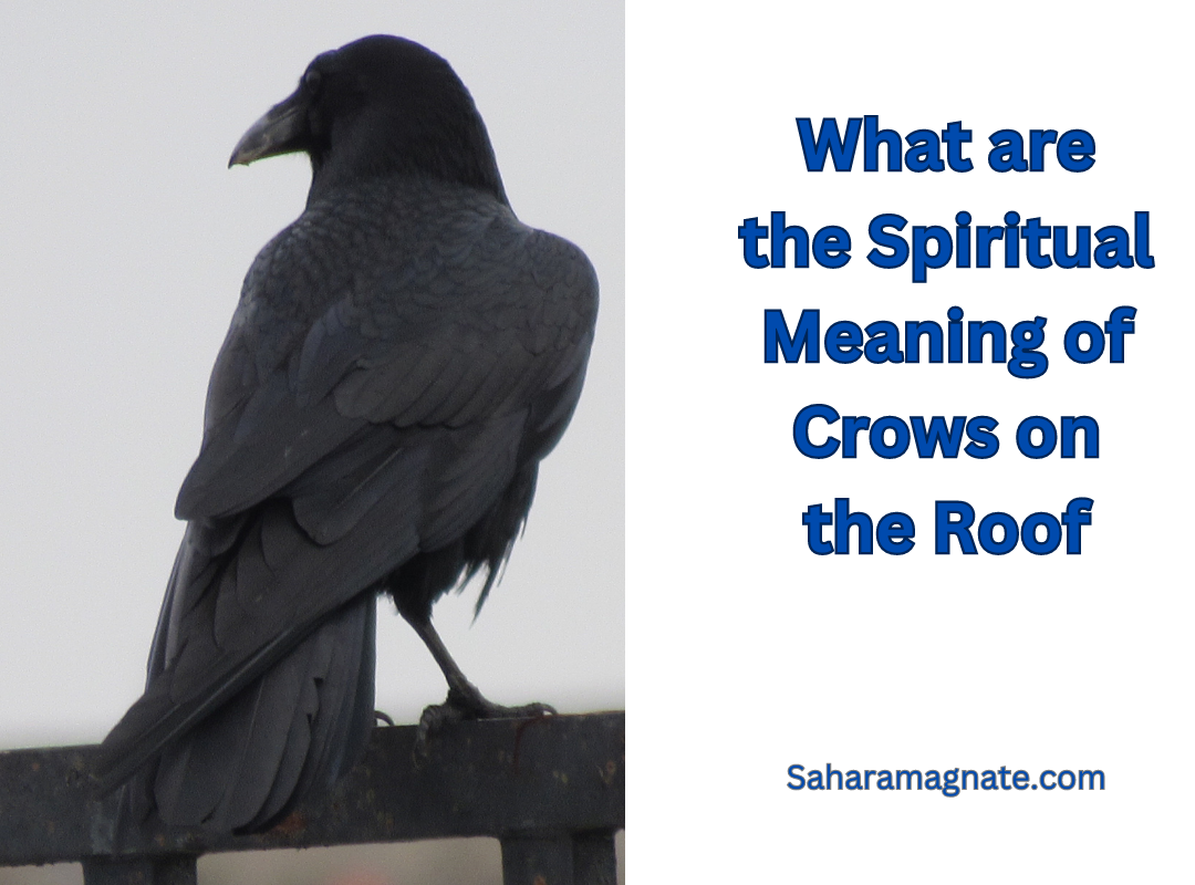 What are the Spiritual Meaning of Crows on the Roof