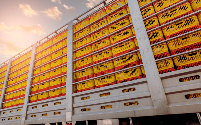 How to Start a Livestock Transportation Company in the USA 