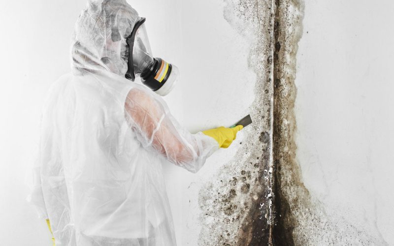 How to Start a Commercial Mold Removal Company