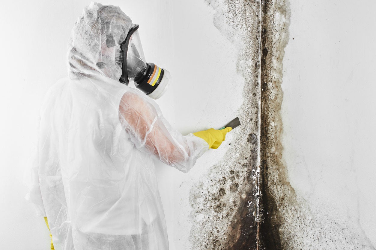How to Start a Commercial Mold Removal Company
