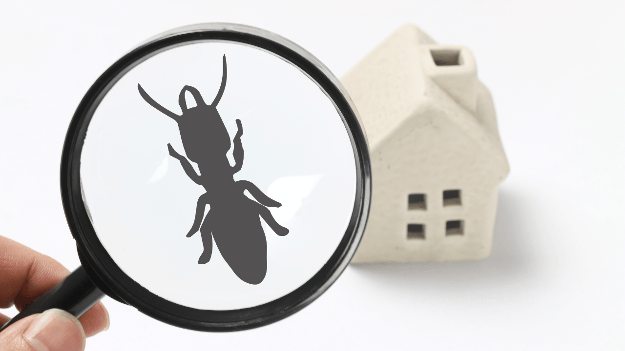 Pest Control Business Pest Control Business